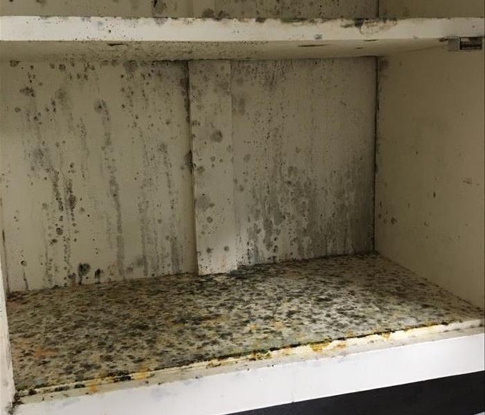 shelf with microbial growth on it