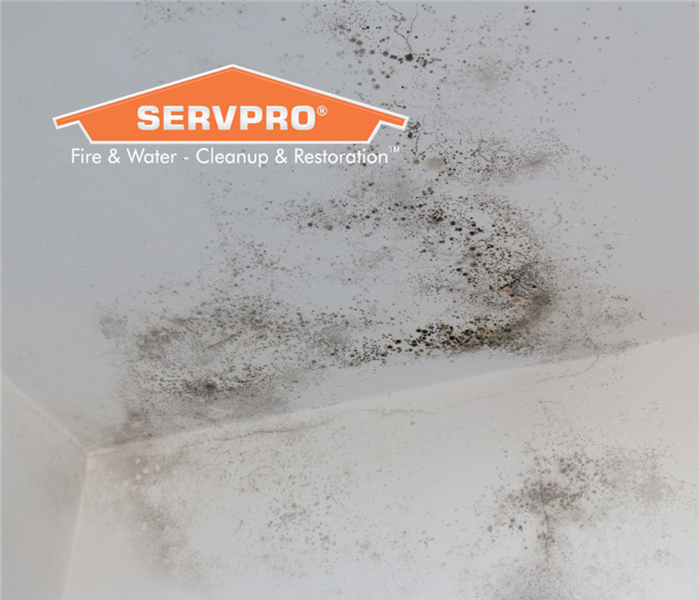 Mold on walls and ceilings 