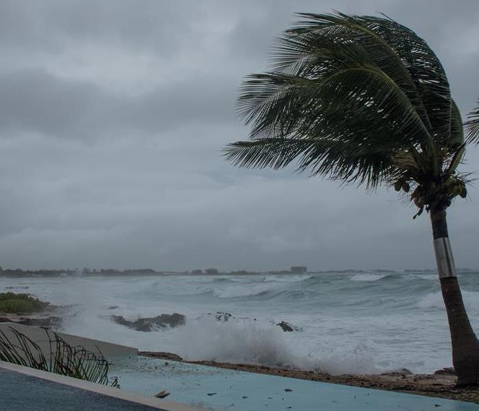 A palm tree bends in the wind as choppy waves roll onto a beach