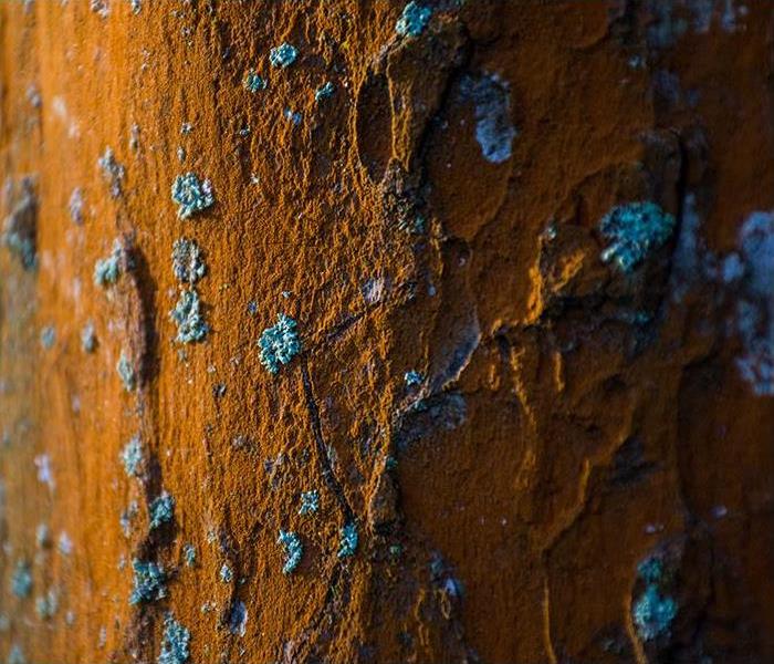 Blue mold grows on a brown wall